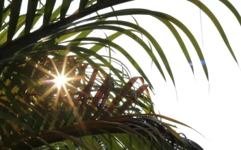 Stock Video Palm Leaves And Sunshine