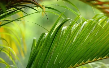 Stock Video Palm Leaves Under A Gentle Rain
