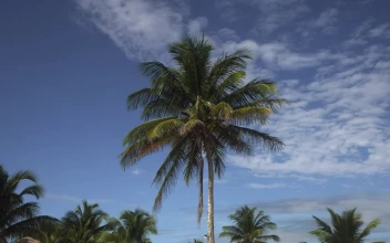 Stock Video Palm On A Beach In Mexico