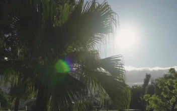 Stock Video Palm Tree Covering The Suns Rays