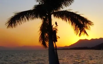 Stock Video Palm Tree In Front Of The Sun