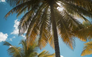 Stock Video Palm Tree On A Sunny Day