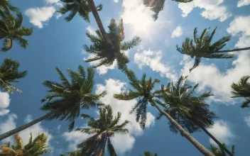 Stock Video Palm Trees Being Moved By The Wind Low View