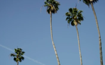 Stock Video Palm Trees And Clear Blue Sky