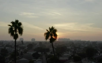 Stock Video Palm Trees In The Venice City View At Sunset
