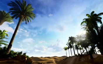 Stock Video Palm Trees In Oasis In The Egyptian Desert