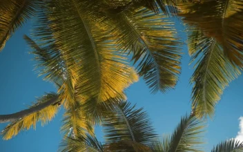 Stock Video Palm Trees Moving In The Wind