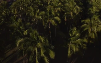 Stock Video Palm Treetops