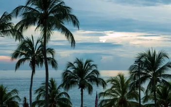Stock Video Palms Before The Sunset