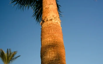 Stock Video Palms Blowing In A Tropical Wind