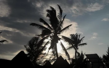 Stock Video Palms Blowing In The Wind