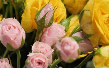 Stock Video Pan Shot Of Wet Flowers Close Up