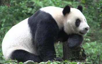 Stock Video Panda Resting On A Tree Trunk