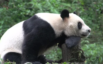 Stock Video Panda Resting On A Tree Trunk In The Forest