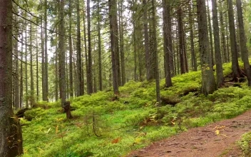 Stock Video Panorama Of A Forest Of Many Trees
