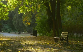 Stock Video Park And A Bench With Fallen Leaves