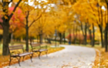 Stock Video Park During Fall Covered With Dry Leaves