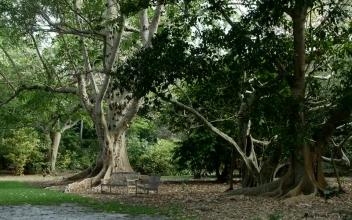 Stock Video Park With Tropical Trees