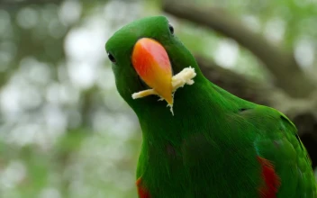 Stock Video Parrot Eating Close Up
