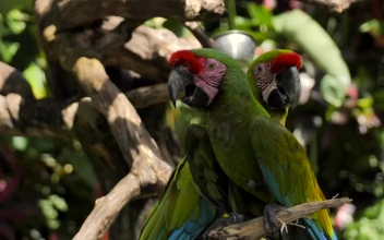Stock Video Parrots On A Branch In A Nature Reserve