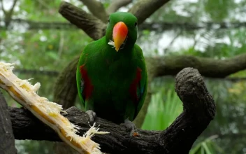 Stock Video Parrot Eating In A Tree Branch