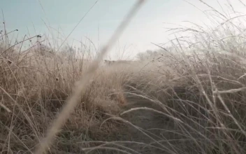 Stock Video Passing Through Dry Grass In A Forest