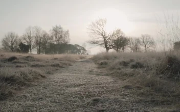 Stock Video Path In A Forest During Winter