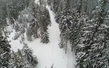 Stock Video Path In A Snowy Forest In The Mountains