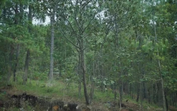 Stock Video Path In The Middle Of A Forest Surrounded By Many