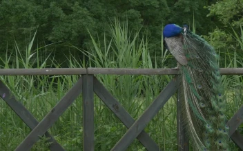 Stock Video Peacock On A Wooden Fence
