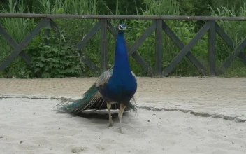 Stock Video Peacock Walking On Sand
