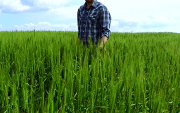 Stock Video Peasant Walking Through A Wheat Field