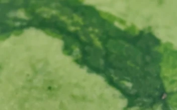 Stock Video Peel Of A Watermelon