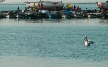 Stock Video Pelicans Swimming Near Fishing Boats