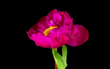 Stock Video Peony Pink Flower Opening