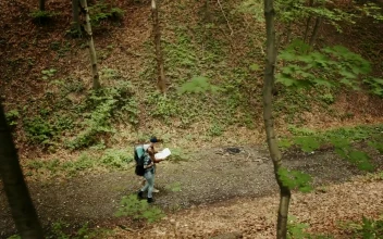 Stock Video People Exploring The Woods For Camping