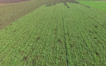 Stock Video People Harvesting In A Large Agricultural Field Large