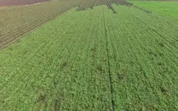 Stock Video People Harvesting In A Large Agricultural Field