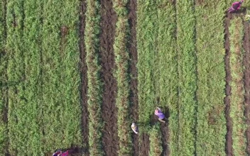 Stock Video People Harvesting In The Crop Field