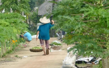 Stock Video People Working In Agriculture Fields In Vietnam