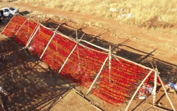 Stock Video Peppers Being Dried After Harvest