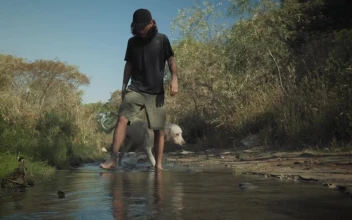Stock Video Person And Dog Walk In A Creek