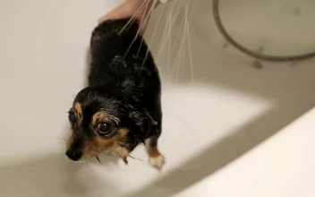 Stock Video Person Bathing His Dog In The Bathtub