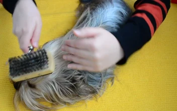 Stock Video Person Brushing The Hair Of A Small Dog