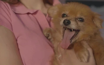 Stock Video Person Carrying A Little Dog