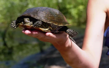 Stock Video Person Carrying A Turtle In His Hand In Nature