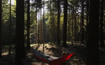 Stock Video Person In A Hammock In The Middle Of A Forest