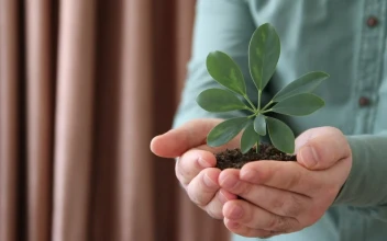 Stock Video Person Holding In His Hands A Small Plant