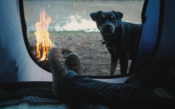 Stock Video Person Inside A Tent With Dog