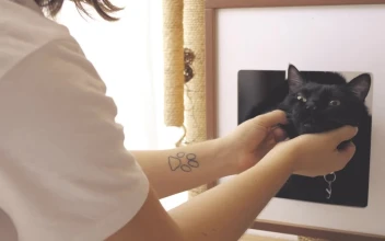 Stock Video Person Petting A Black Cat